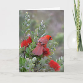 Cartão Cardeal do norte vermelho em uma árvore de Lehua