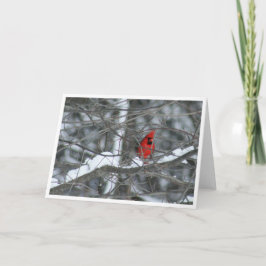 Cartão Cardeal em Sucursais de Snowy
