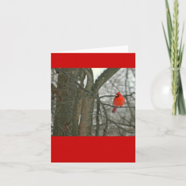 Cartão Cardeal Vermelho Brilhante Na Ramificação Da Árvor (Frente)