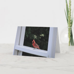 Cartão Cardeal Vermelho, Desaparecendo Você