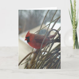 Cartão Cardinal