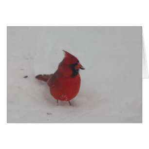 Cartão Cardinal