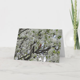 Cartão Cardinal Among White Blossoms