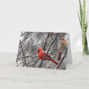 Cartão Cardinal bird, card