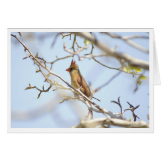 Cartão Cardinal Em primavera