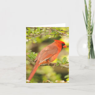 Cartão Cardinal note card