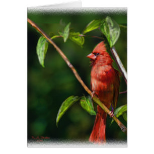 Cartão Cardinal Vermelho