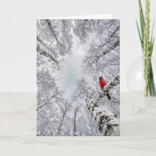 Cartão Cardinal Vermelho em uma Floresta de Bétula Branca