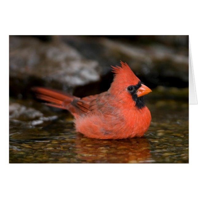 Cartão Cardinal-vermelho macho se banhando (Frente Horizontal)