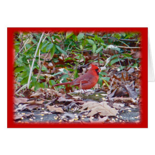 Cartão Cardinal Wild Songbird Series