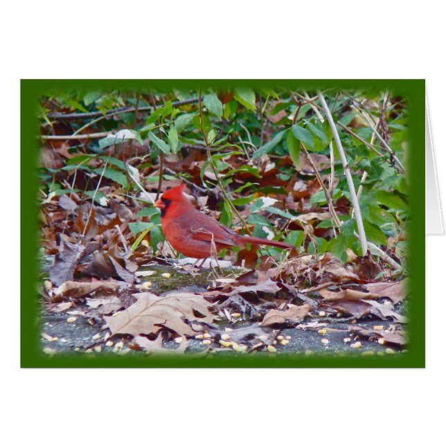 Cartão Cardinal Wild Songbird Series (Frente Horizontal)