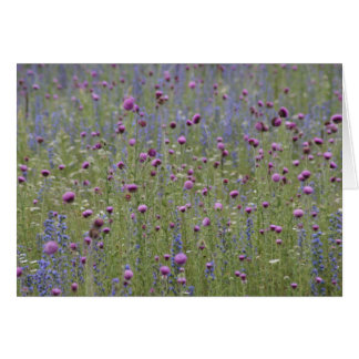 Cartão Cardo & flores selvagens da altercação roxa