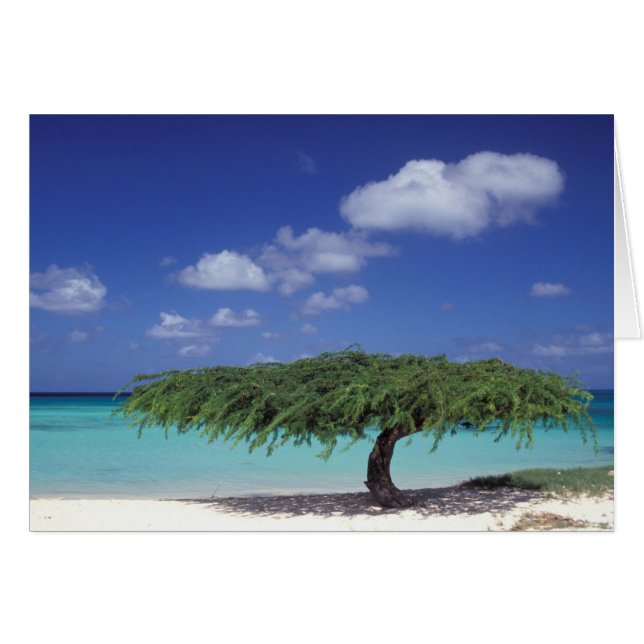 Cartão Caribe, Aruba. Eagle Beach (Frente Horizontal)