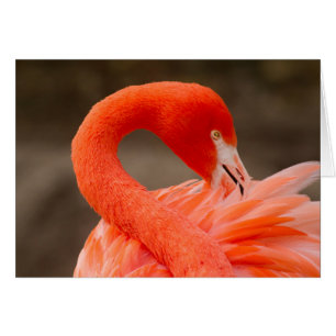 Cartão caribe flamingo