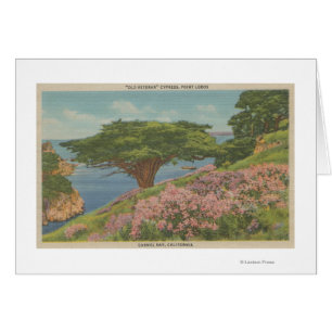 Cartão Carmel Bay, CA - Vista da Árvore "Velho Veterano"