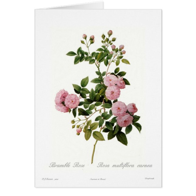 Cartão Carnea do multiflora de Rosa (a amora aumentou) (Frente)