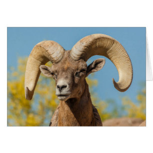 Cartão Carneiro Bighorn do Deserto