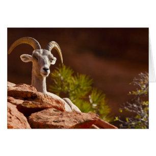 Cartão Carneiro Bighorn do deserto (Ovis canadensis nelso