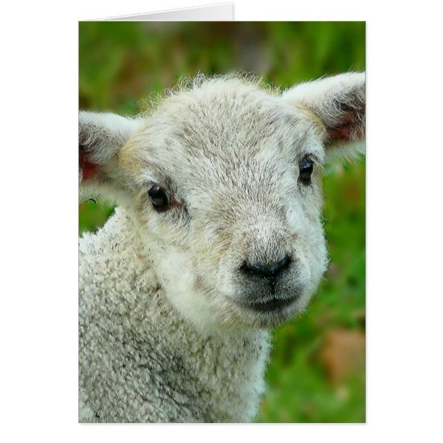 Cartão Carneiro branco e bonito (Frente)