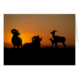 Cartão Carneiro de Bighorn