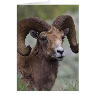 Cartão Carneiro de Ovelha Bighorn das Montanhas Rochosas