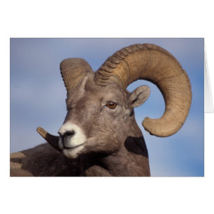 Cartão carneiro selvagem, carneiro das montanhas, Ovis ca