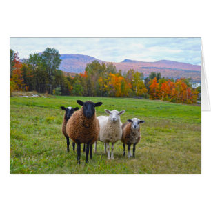 Cartão Carneiros de Vermont no outono