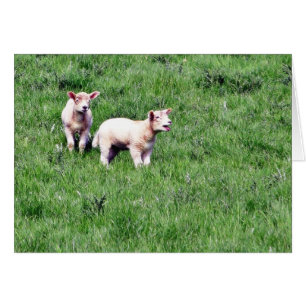 Cartão Carneiros dos cordeiros