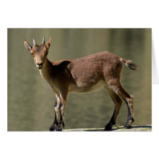 Cartão Carneiros jovens selvagens, ibex ibérico, Espanha