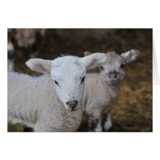 Cartão Carneiros novos de nascer