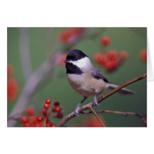 Cartão Carolina Chickadee