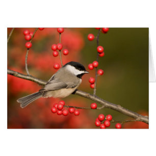 Cartão Carolina Chickadee no arbusto Common Winterberry