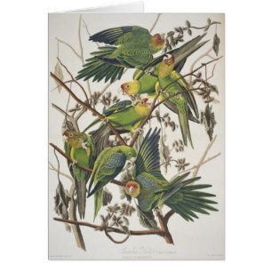 Cartão Carolina Parakeet, de 'Birds of America', 1829