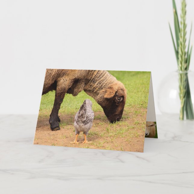 Cartão Caros Amigos De Ovelha E Galinha Aniversário (Frente)