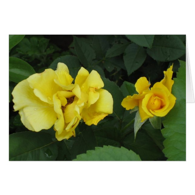 cartão carpe diem (Frente Horizontal)