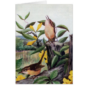 Cartão Carriças de Carolina e Jessamine amarelo