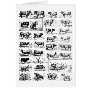 Cartão Carta bovina