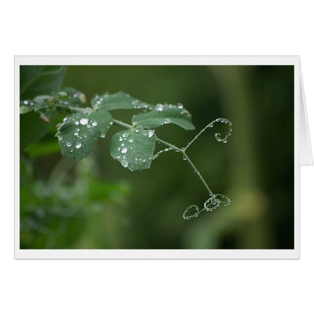 Cartão Carta das Lágrimas de Ervilha Verde (Frente Horizontal)