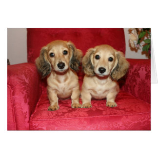 Cartão carta divertida