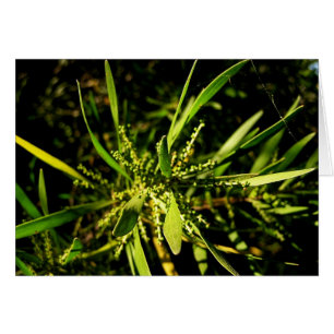 Cartão carta verde da natureza