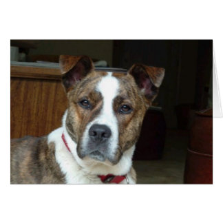 Cartão Cartão: Cachorro Nobre