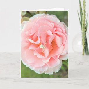 Cartão Cartão. Design "Aranha Branca Rosa Rosa". Fotograf