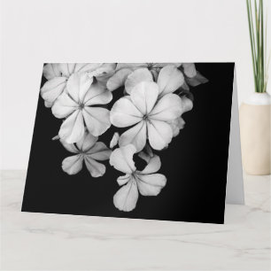 Cartão &Cartão postal