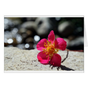 Cartão Cartão-postal da Flor de Morango