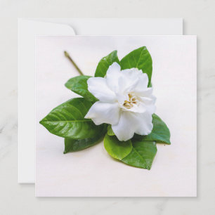 Cartão Cartão-postal das flores brancas de Gardenia