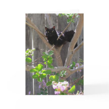 Cartão, Saudação - Gato em Ramais