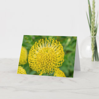 Cartão Cartão-Saudação - Protea Amarela em Kirstenbosch