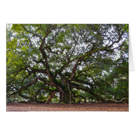 Cartão Carvalho do anjo, ilha de Johns, South Carolina