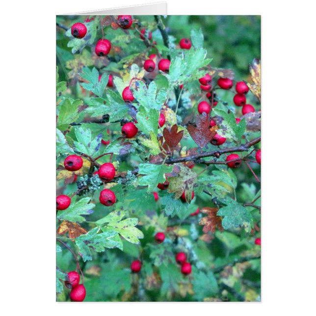 Cartão Carvalho e bagas (Frente)