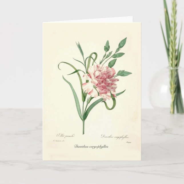 Cartão Caryophyllus do cravo-da-índia (Frente)